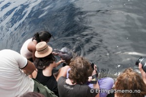 Feeding the pink dolphins