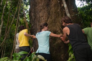 Tree hugging