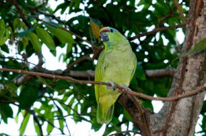 Juca, the village parrot